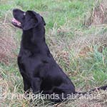 SKYE - outstanding - click for 5 generation pedigree